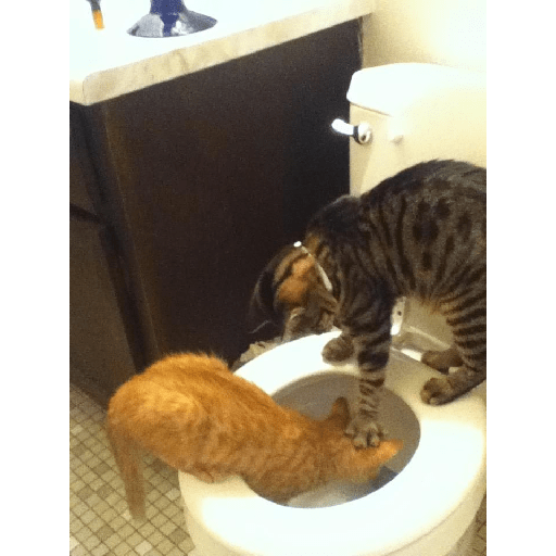 Gatti tristi e cute 10