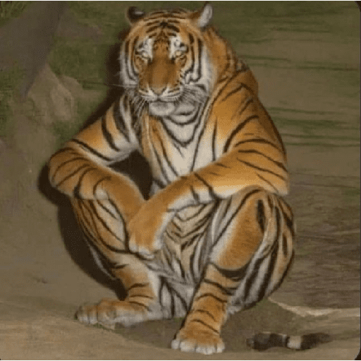 Tigre 15