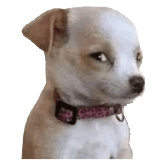 Perritos 4 15