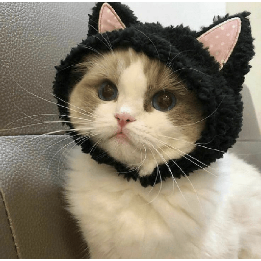 Gatos fofos 8