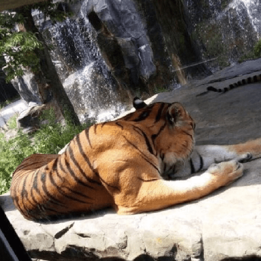 Tigre 30