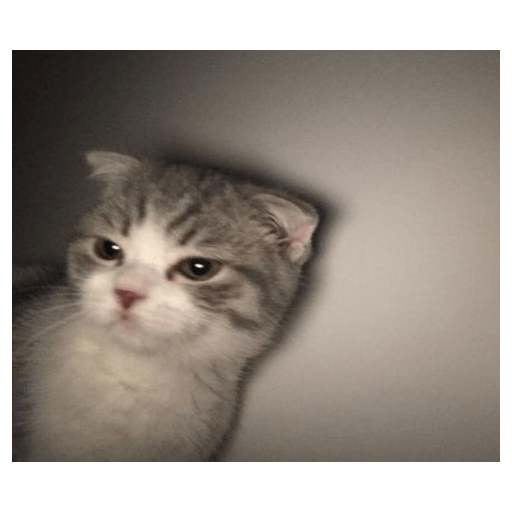 Gatti tristi e cute 1