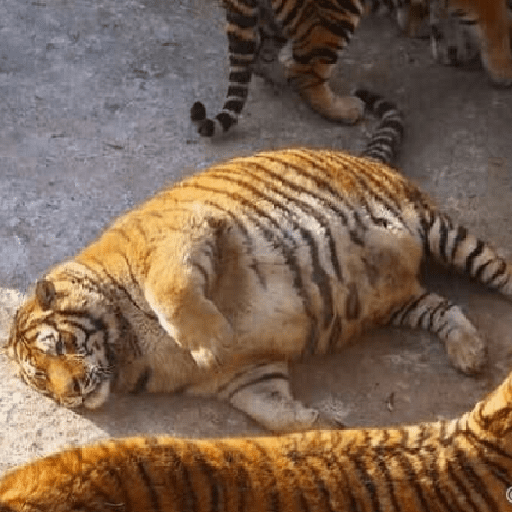 Tigre 29