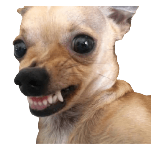 Perritos 4 12