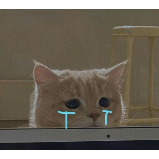 Gatti tristi e cute 2