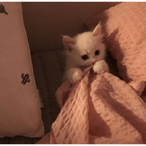 Gatos fofos 9