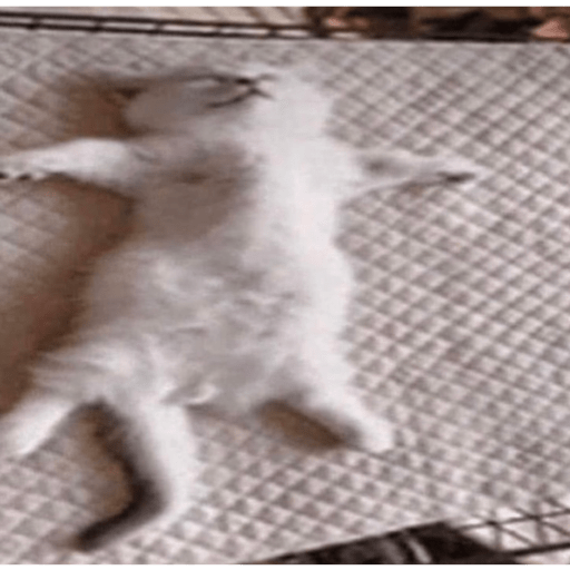 Gatitos y perritos :3 22
