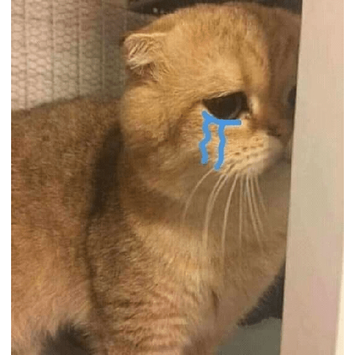 Gatti tristi e cute 3