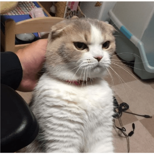 É o Yuri Denovo//Gato Bravo😾 16
