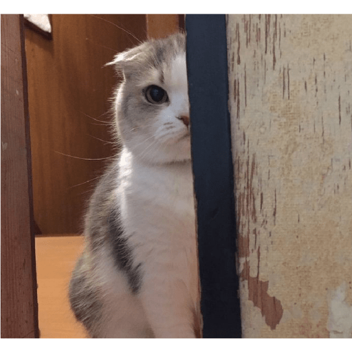 É o Yuri Denovo//Gato Bravo😾 19