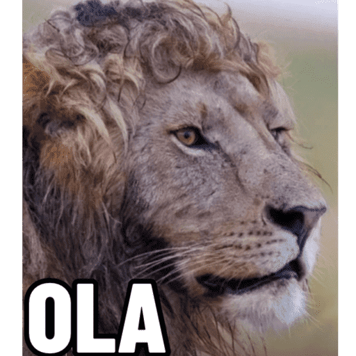 Animais 4