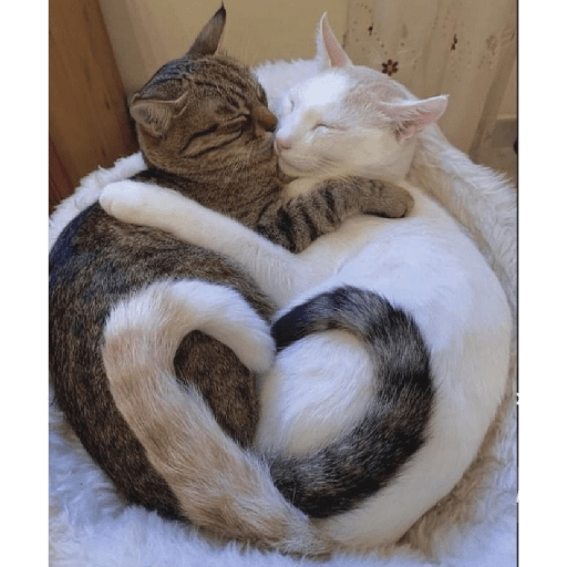 Gatos de amor  1