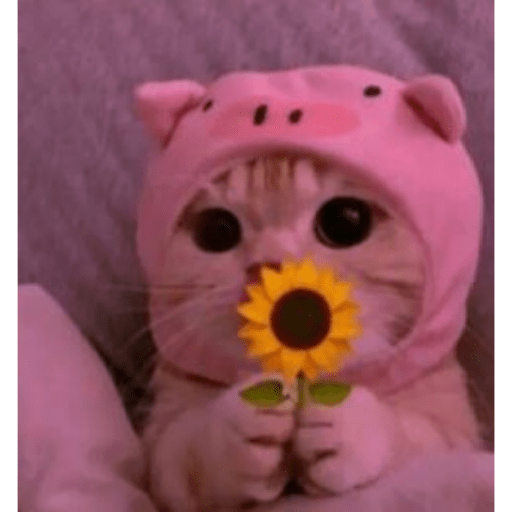 Gatos de amor  11