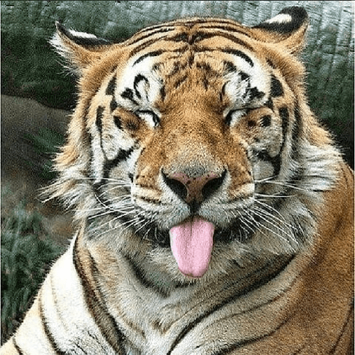 Tigre 22
