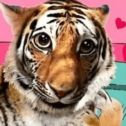 Tigre 23