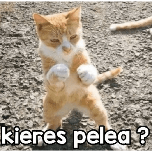 Random sin contexto  14