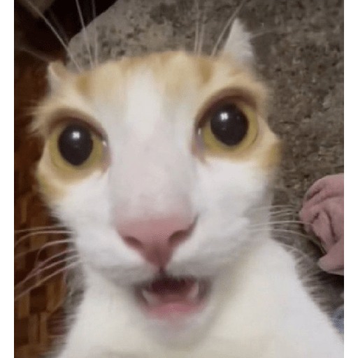 ᕬ >_< ᕬ 12