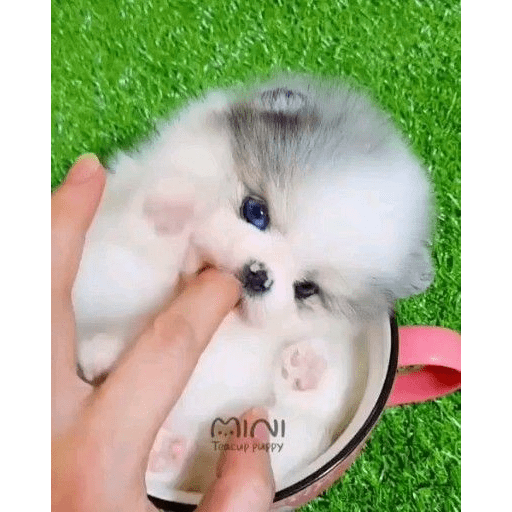 Gatos fofos 10