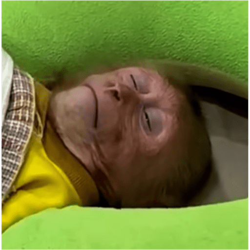 Monkyemociones 5