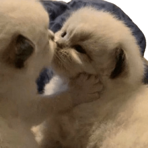 Gatos de amor  6