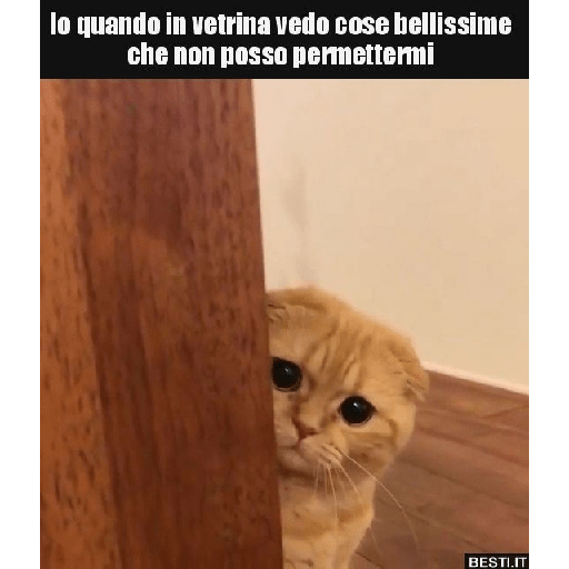 Gatti tristi e cute 5
