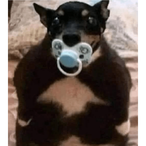 Perritos 4 16