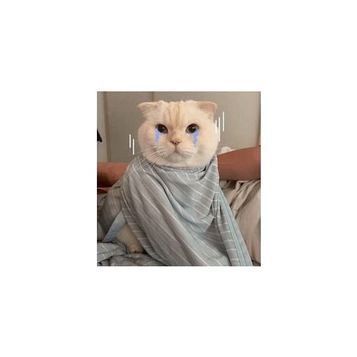 Gatti tristi e cute 8