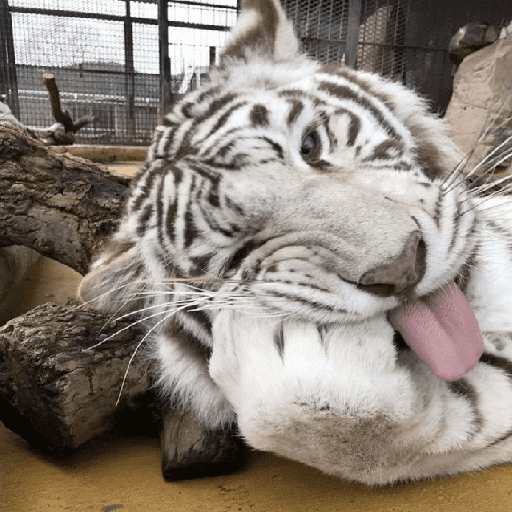Tigre 26