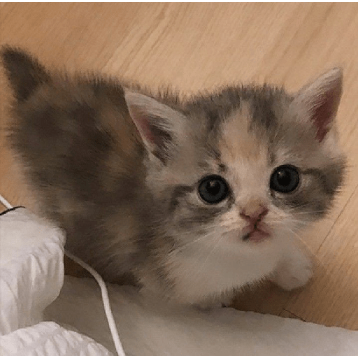 Random cat 1 26
