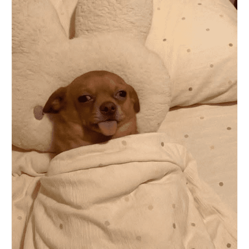 Perritos 4 11