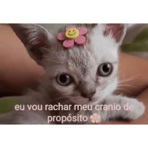 Sou petista 25