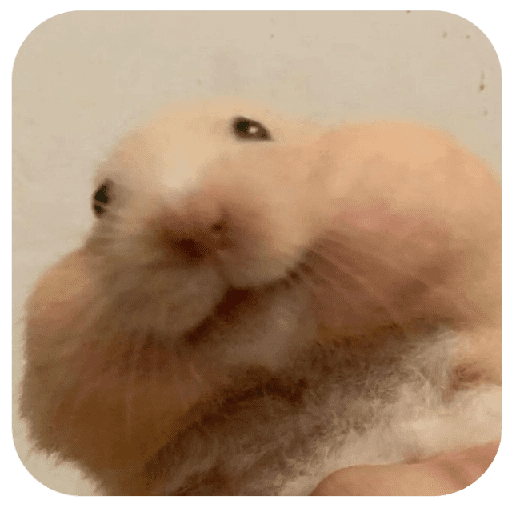 Hammy 6