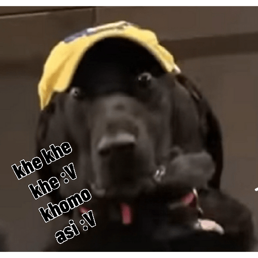 Perritos graciosos 🤙 2