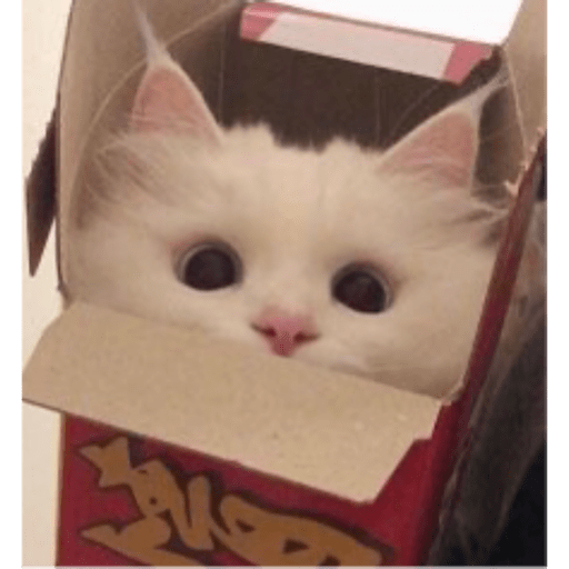 Memes pets 18