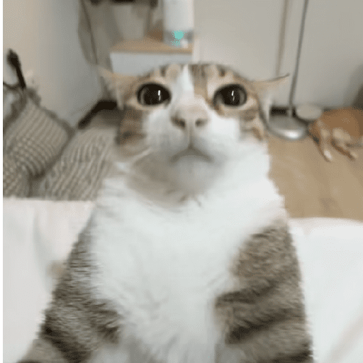 GATOS RANDOM - PARTE 17 4