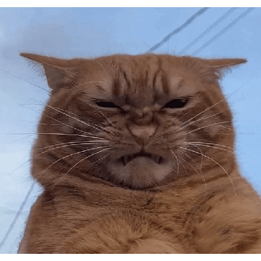 GATOS RANDOM - PARTE 17 2