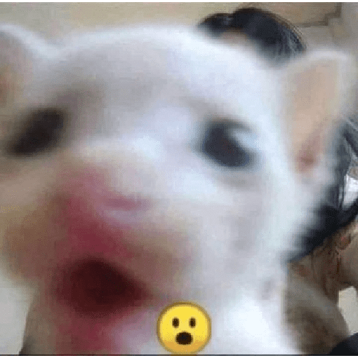 GATOS RANDOM - PARTE 17 8