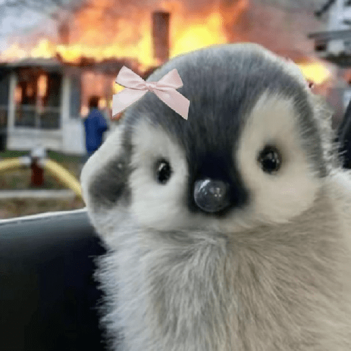 Memes Pinguins  15