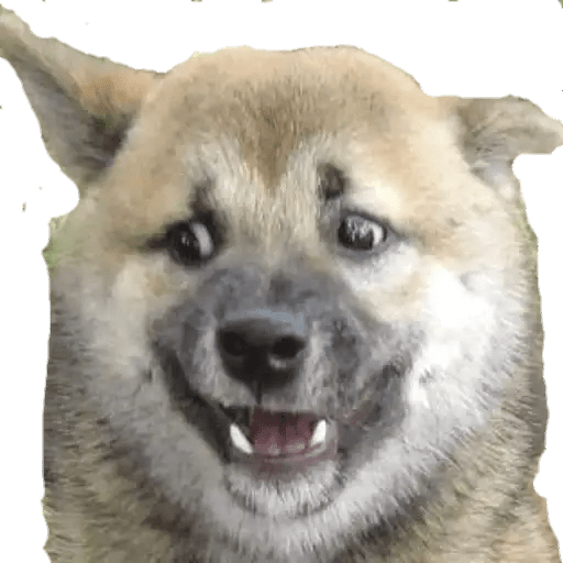 Perritos 24