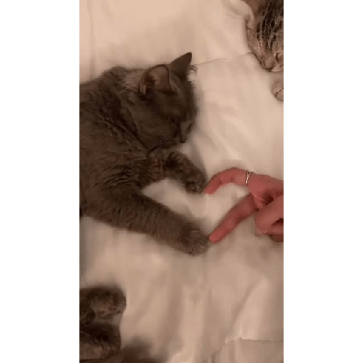 Random cat 1 12