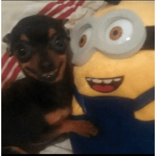 Xdxdxd 19