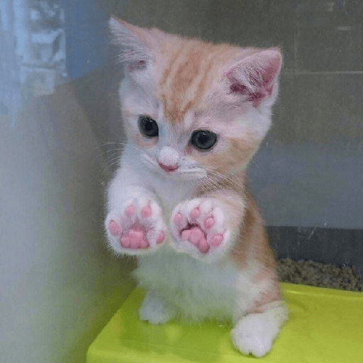 Random cat 1 8