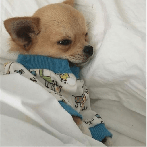 Memes pets 9