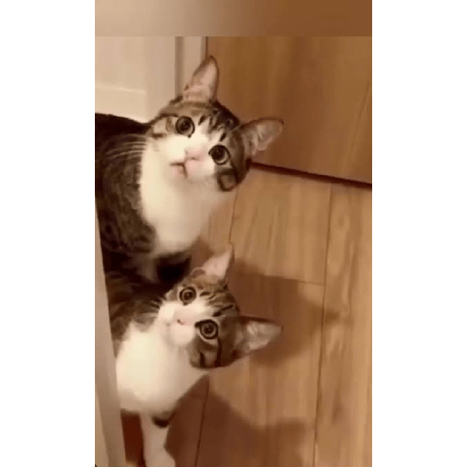 Animais  9