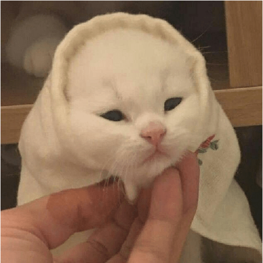 Random cat 1 9