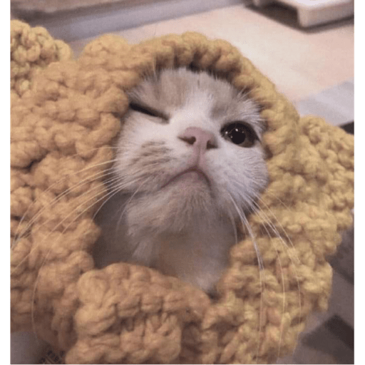 Gatitos y algunos perros 20