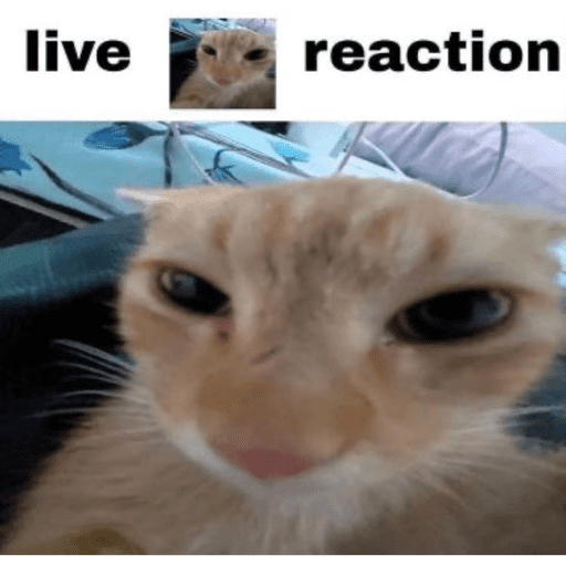 Silly cat memes 13