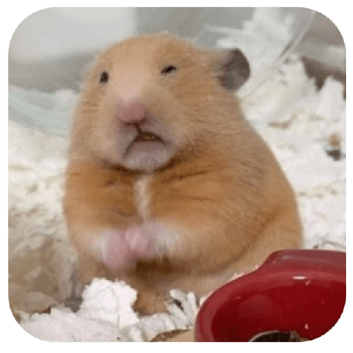 Hammy 7