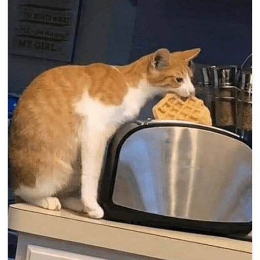 Gatitos y algunos perros 30