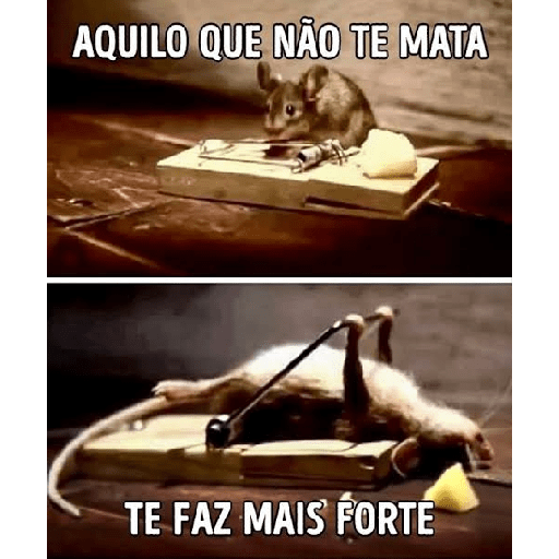 Animais  10